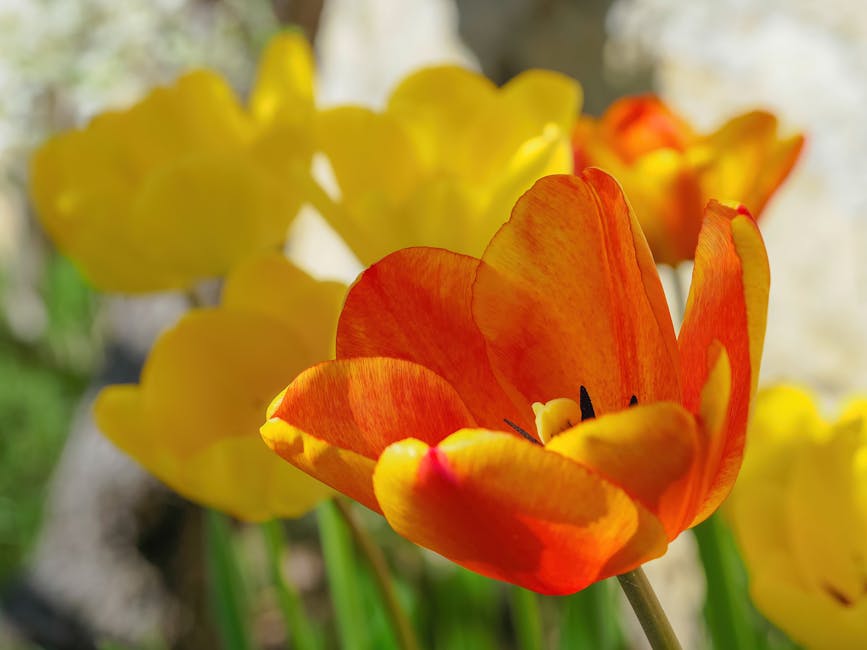 Bright yellow and orange tulips representing seasonal market growth